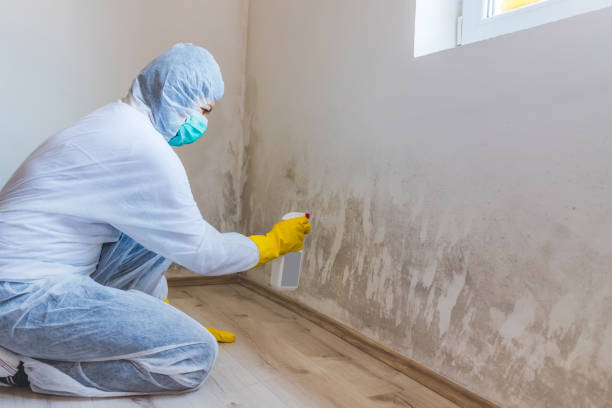 Licensed Basement Mold Remediation service in Saint Paul, MN - Car Mold Remediation