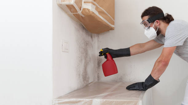 Professional Basement Mold Remediation technician working in Saint Paul, MN