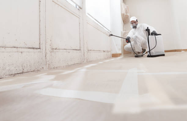 24/7 Emergency Basement Mold Remediation experts in Saint Paul, MN