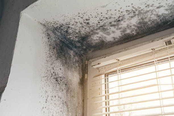 Affordable Basement Mold Remediation solutions in Saint Paul, MN